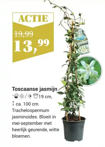 TuinWereld Toscaanse jasmijn aanbieding