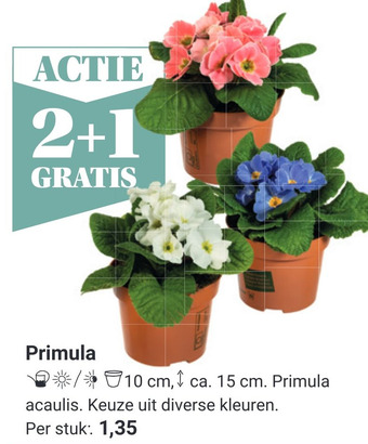 Tuincentrum Osdorp Primula aanbieding