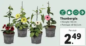 Lidl Thunbergia aanbieding