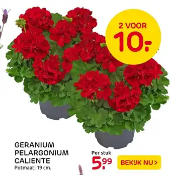 Praxis Geranium Pelargonium Caliente aanbieding