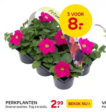 Praxis Perkplanten 6-pack aanbieding