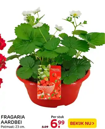 Praxis Fragaria aardbei aanbieding