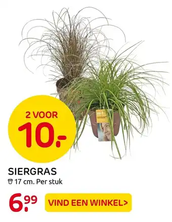 Praxis Siergras aanbieding