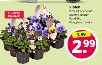 GroenRijk Violen aanbieding