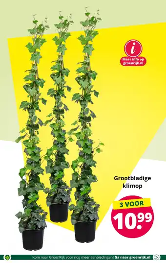 GroenRijk Grootbladige klimop aanbieding