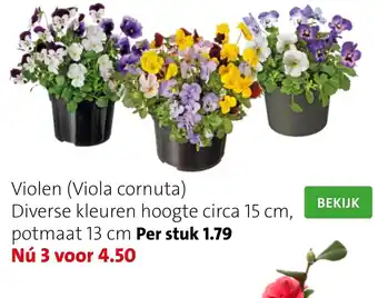 Intratuin Violen (viola cornuta) diverse kleuren hoogte circa 15cm, potmaat 13cm aanbieding