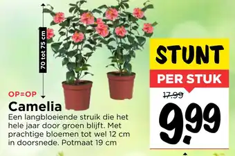 Vomar Voordeelmarkt Camelia aanbieding