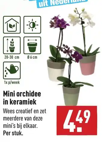 ALDI Mini orchidee in keramiek aanbieding