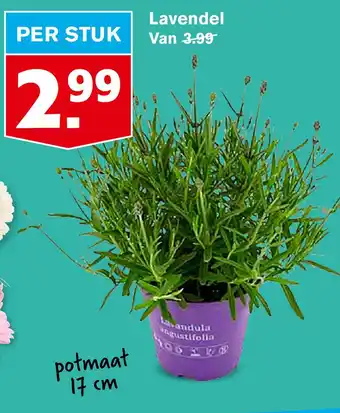 Hoogvliet Lavendel aanbieding