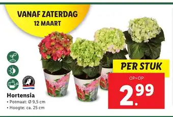 Lidl Hortensia Potmaat 9,5 cm per stuk aanbieding