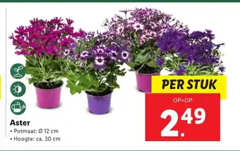 Lidl Aster Potmaat 12 cm aanbieding