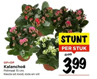 Vomar Voordeelmarkt Kalanchoe aanbieding