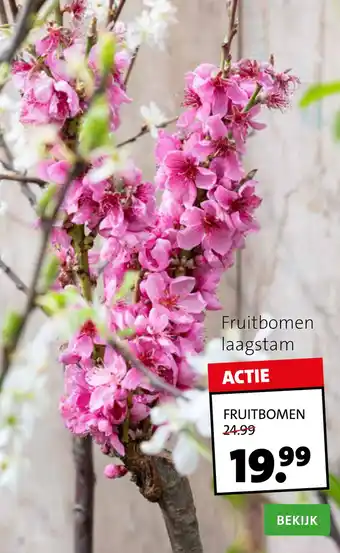 Intratuin Fruitbomen laagstam aanbieding