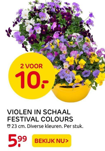 Praxis Violen In Schaal Festival Colours aanbieding