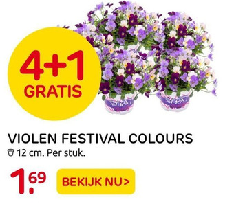 Praxis Violen Festival Colours aanbieding