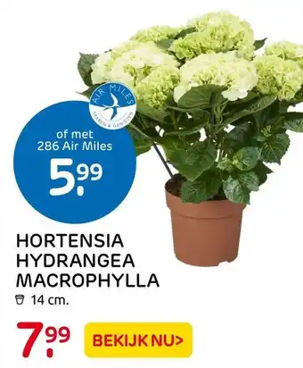 Praxis Hortensia Hydrangea Macrophylla aanbieding