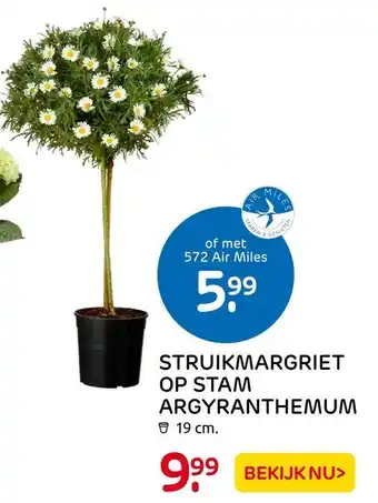 Praxis Struikmargriet Op Stam Argyranthemum aanbieding