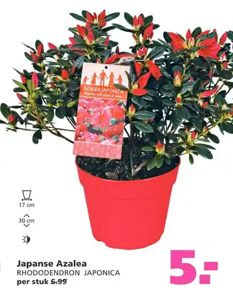 Ranzijn Japanse Azalea aanbieding