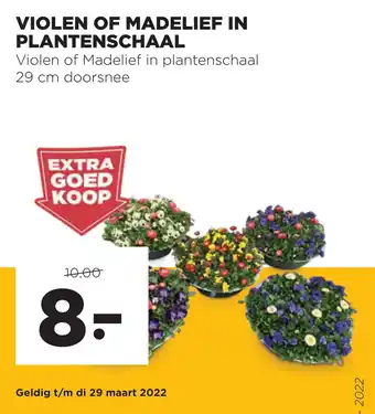 Jumbo VIOLEN OF MADELIEF IN PLANTENSCHAAL aanbieding