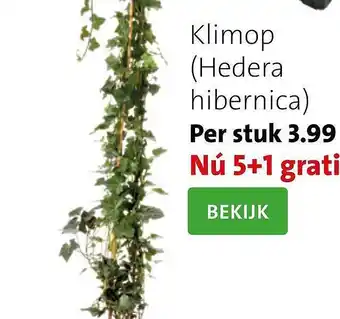 Intratuin Klimop (Hedera Hibernica) 5+1 Gratis aanbieding