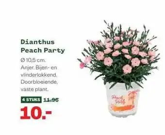 Welkoop Dianthus Peach Party aanbieding