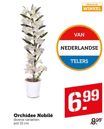 Coop Orchidee Nobilé aanbieding