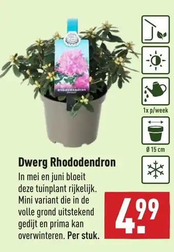 ALDI Dwerg rhododendron aanbieding