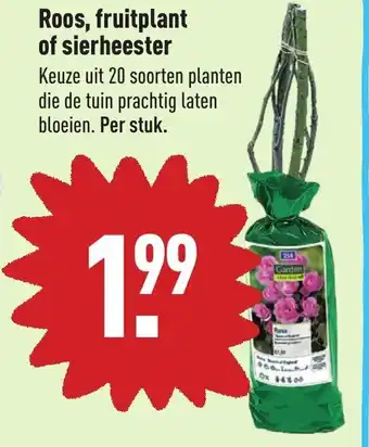 ALDI Roos, fruitplant of sierheester aanbieding