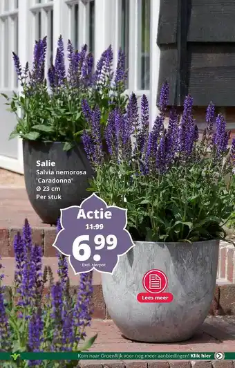 GroenRijk Salie salvia nemorosa 'caradonna' Ø 23 cm aanbieding