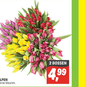 Dekamarkt TULPEN aanbieding