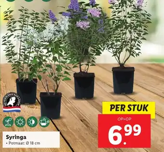 Lidl Syringa 18cm aanbieding