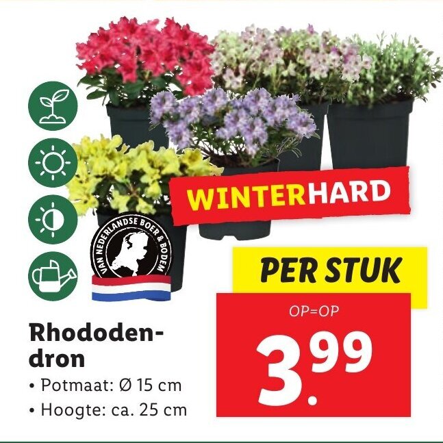 Rhododendron aanbieding bij Lidl