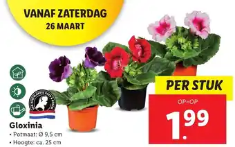 Lidl Gloxinia aanbieding