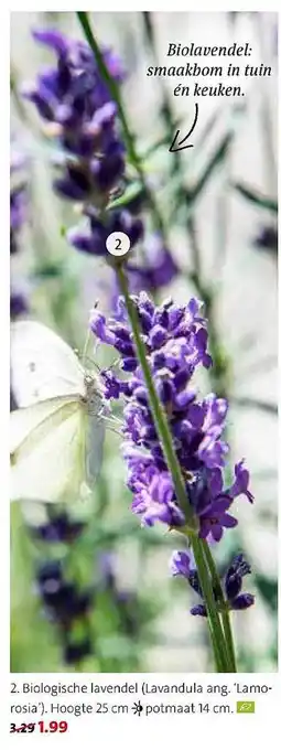 Intratuin Biologische Lavendel (Lavandula Ang. 'Lamorosia') aanbieding