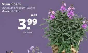 GroenRijk Muurbloem 17cm aanbieding