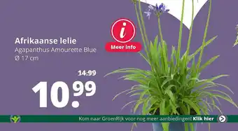 GroenRijk Afrikaanse Lelie Agapanthus Amourette Blue Ø 17 Cm aanbieding