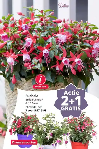 GroenRijk Fuchsia aanbieding