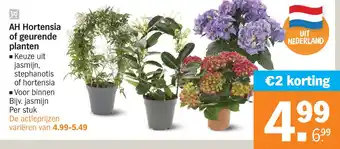 Albert Heijn AH Hortensia of geurende planten aanbieding