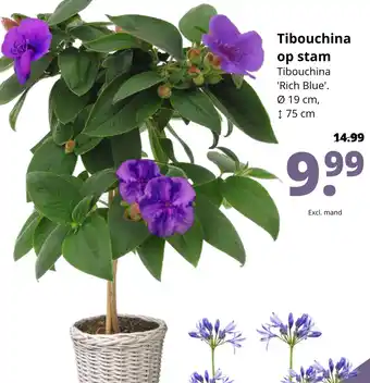 GroenRijk Tibouchina op stam aanbieding