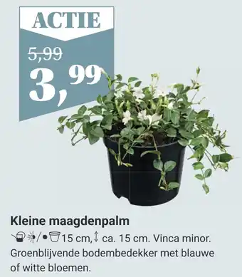 Tuincentrum Osdorp Kleine maagdenpalm aanbieding