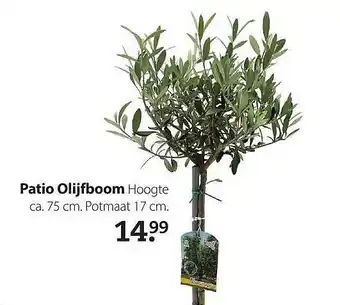 Boerenbond Patio Olijfboom aanbieding