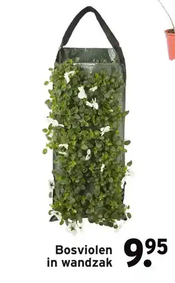 GAMMA Bosviolen in wandzak aanbieding