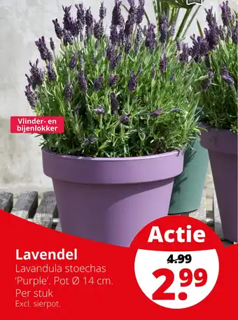 GroenRijk Lavendel aanbieding