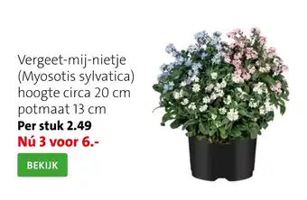 Intratuin Vergeet-mij-nietje (Myosotis sylvatica) aanbieding