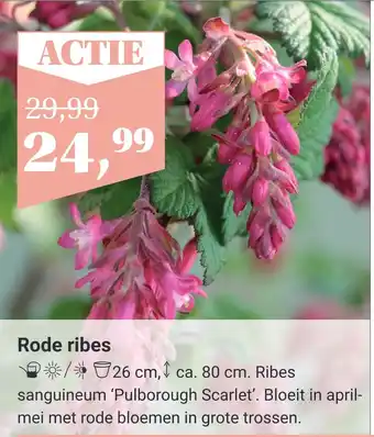 TuinWereld Rode ribes aanbieding