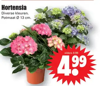 Dirk Hortensia aanbieding