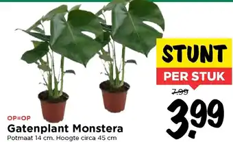 Vomar Voordeelmarkt Gatenplant Monstera aanbieding