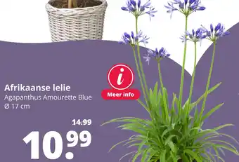 GroenRijk Afrikaanse lelie aanbieding