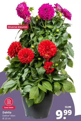 GroenRijk Dahlia aanbieding