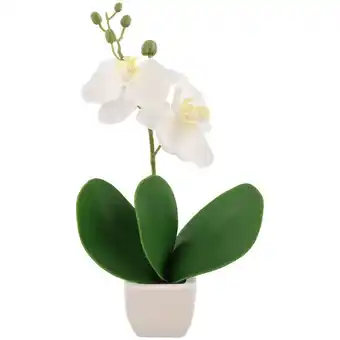 Action Orchidee in witte pot aanbieding